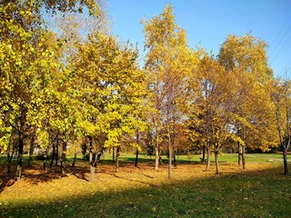 A beautiful multicolored autumn park on the outskirts of Moscow, the capital of Russia
