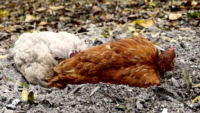 Deux poules dans la cendre.