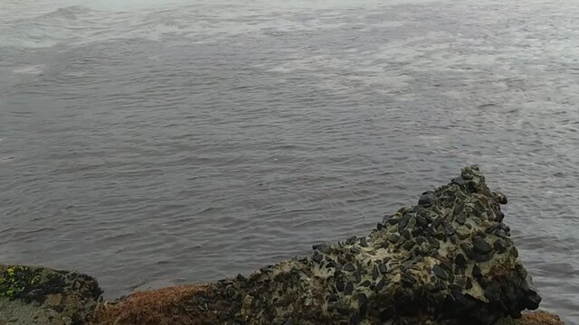 View of a part of the sea with algae (seaweed) , darkening the water. Phenomenon caused by algae and bryozoans, marine organisms.
