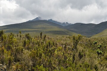 Fototapeta premium The high altitude moorland against the background of Mawenzi Peak at Mount Kilimanajro, Tanzania