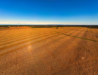 Fototapeta premium An aerial view of a soybean field ready for harvest with a blue sky background.