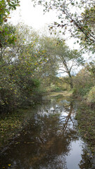 Les landes forest view Pyrénées 