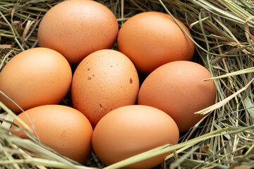 Fresh chicken eggs in the hay. Rural scene.