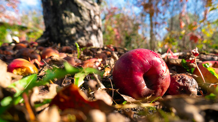 A red juicy apple fell from a tree. Sunny autumn.