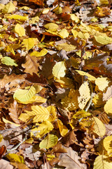 Colorful autumn leaves from deciduous trees ; Vertical 