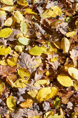 Colorful autumn leaves from deciduous trees ; Vertical 