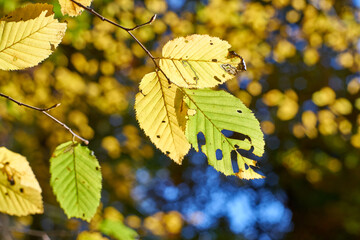 Colorful autumn leaves on a tree; Beech Fagus