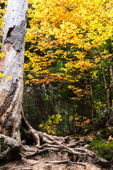 Yellow leaves on the tree in autumn. The concept of the seasons