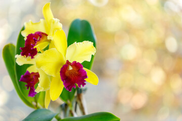Fantastic  yellow orchid with purple-red lip of genus Cattleya variety Blc. Alma Kee