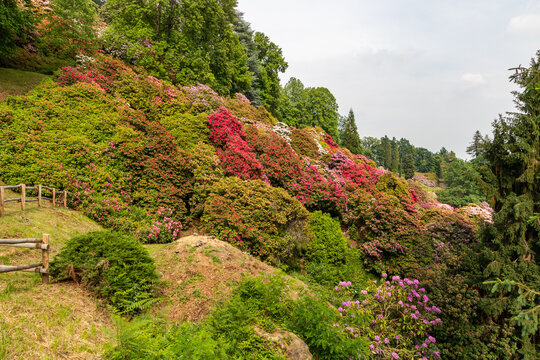 Rododendri 画像 - 参照 332 Stock 写真、ベクターおよびビデオ | Adobe Stock