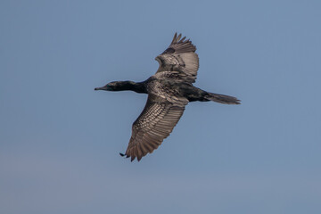 the great cormorant or Phalacrocorax carbo