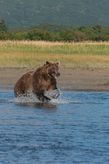 Obraz na płótnie Canvas Brown bear fishing