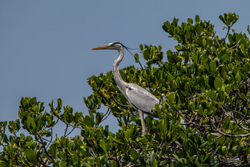the great white heron