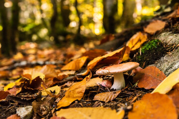Mushroom among fallen autumn leaves in the forest. The concept of the seasons