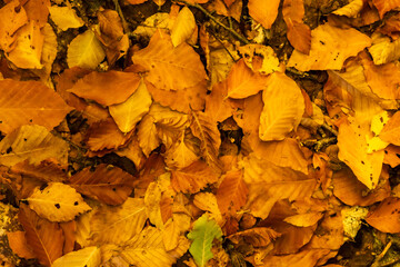 Background from autumn leaves on the ground. Blur and grunge