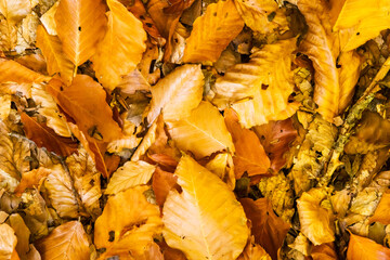 Background from autumn leaves on the ground. Blur and grunge