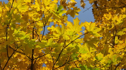 autumn leaves in the forest