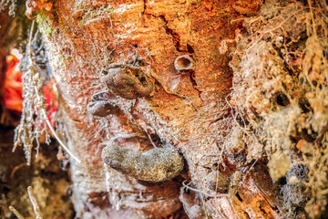 fungus on a tree
