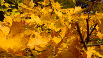 autumn leaves on the ground