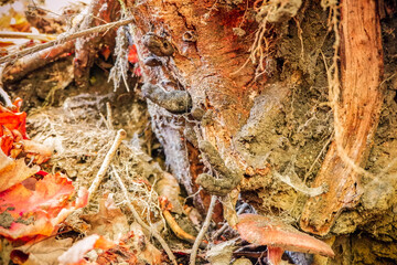 fungus