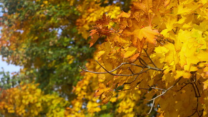 autumn leaves on the tree