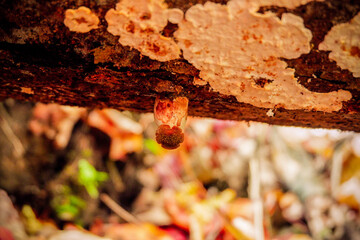 Mushroom on a tree