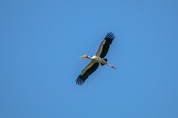 the milky stork or mycteria cinerea