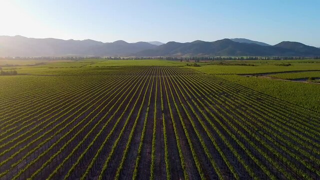 vineyard at sunset