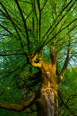 Fototapeta premium Beech forest, Saja-Besaya Natural Park, Cantabria, Spain, Europe