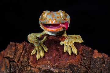 close up of tokay gecko - obrazy, fototapety, plakaty
