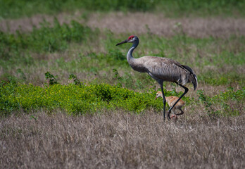 Fototapeta premium Adult sandhill crane with baby fledgling