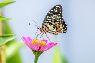 Fototapeta na wymiar butterfly perched on flowers