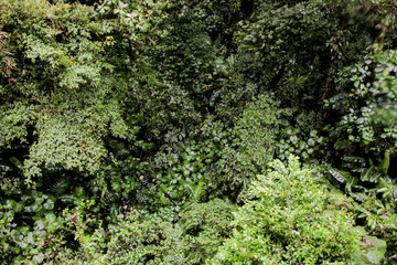 Views from the rain forest in Costa Rica.