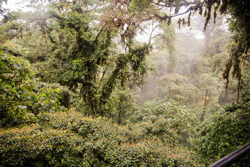 Views from the rain forest in Costa Rica.