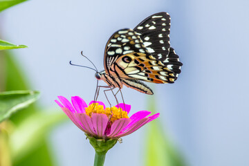 butterfly perched on flowers