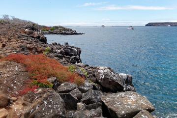 Fototapeta na wymiar Seymour North (Norte) landscape, Galapagos Island, Ecuador