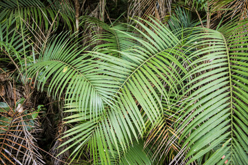 Fern leaves in the forest, National Park Manuel Antonio, Costa Rica.