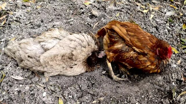 Deux poules dans la cendre.