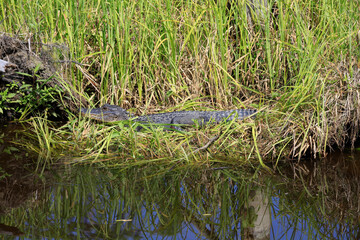 Alligator in den Sümpfen am Crown Point. La Lafitte, New Orleans, Louisiana, USA --  
Alligator in the swamps at Crown Point. La Lafitte, New Orleans, Louisiana, USA 
