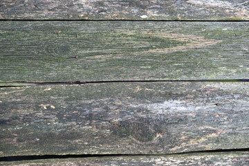 Fragment of a wall sheathed with rough boards, which began to get covered with mold and rot