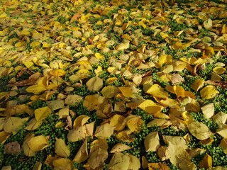 Autumn trees, fallen leaves, yellow trees, sunny autumn day