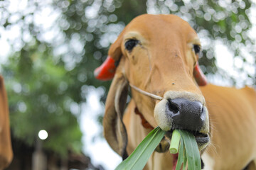 close - up view of indian cow eating grass