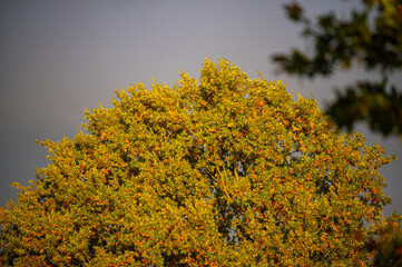 Fototapeta premium everything is colored in light autumn tones by the evening sun while dark clouds spread mischief in the background