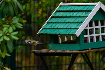 Obraz na płótnie Canvas various german garden birds look for food from a small green birdhouse which is on a wooden table