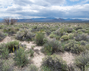 Upper Las Vegas Wash in Tule Springs Fossil Beds National Monument, Clark County, Nevada, USA