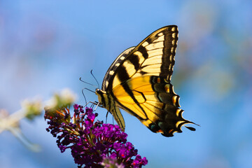 Bright yellow swallowtail butterfly