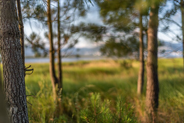 Obraz premium Pine landscape, unfocused photography, spring summer, unfocused background, mountain, lake, sea in Pontevedra, Galicia, Spain.