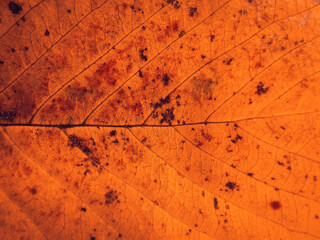 Detail of orange autumn leaf. Macro background of colorful fall leaf.