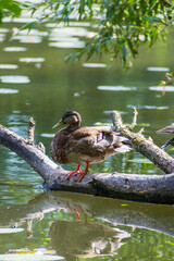 A mallard by a lake