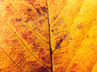 Detail of yellow autumn leaf. Macro background of colorful fall leaf.
